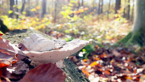 close up of mushroom growing at tree during autumn season in forest