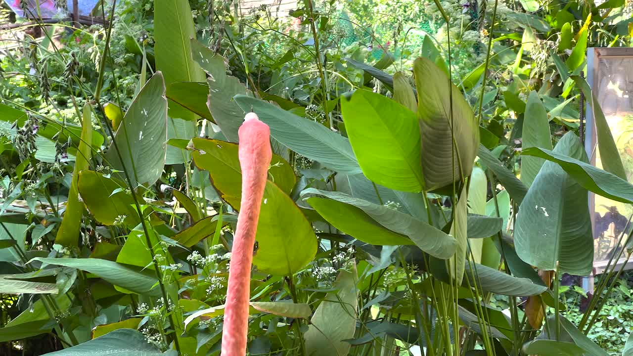 Pink Flamingo in a Garden