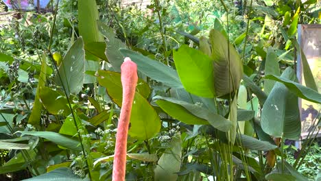 pink flamingo in a garden