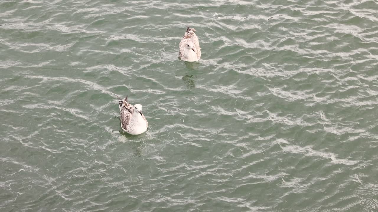 gaviotas interactuando en la superficie del agua