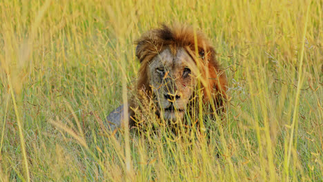 majestic lion hidden in tall grass