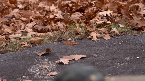 Blätter-Sitzen-An-Einem-Herbsttag-Auf-Asphalt