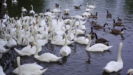 Große-Herde-Von-Schwänen-Und-Gänsen,-Die-Auf-Dem-Fluss-Schaukeln,-Während-Sie-Gefüttert-Werden