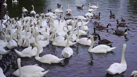 gran bandada de cisnes y gansos flotando en el río mientras se les da de comer