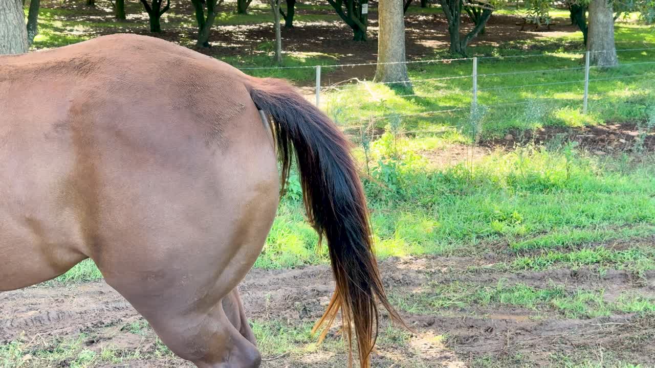 A brown horse stands in a sunlit grassy paddock, rhythmically swishing its tail. Natural daylight, static camera, and rural Australian farm setting