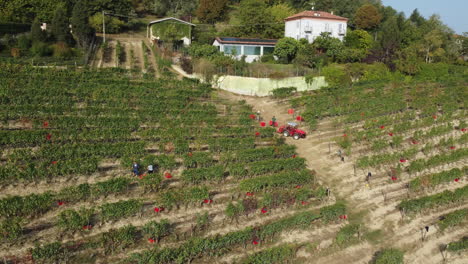 farmer harvesting vineyard red wine vine grapes harvest