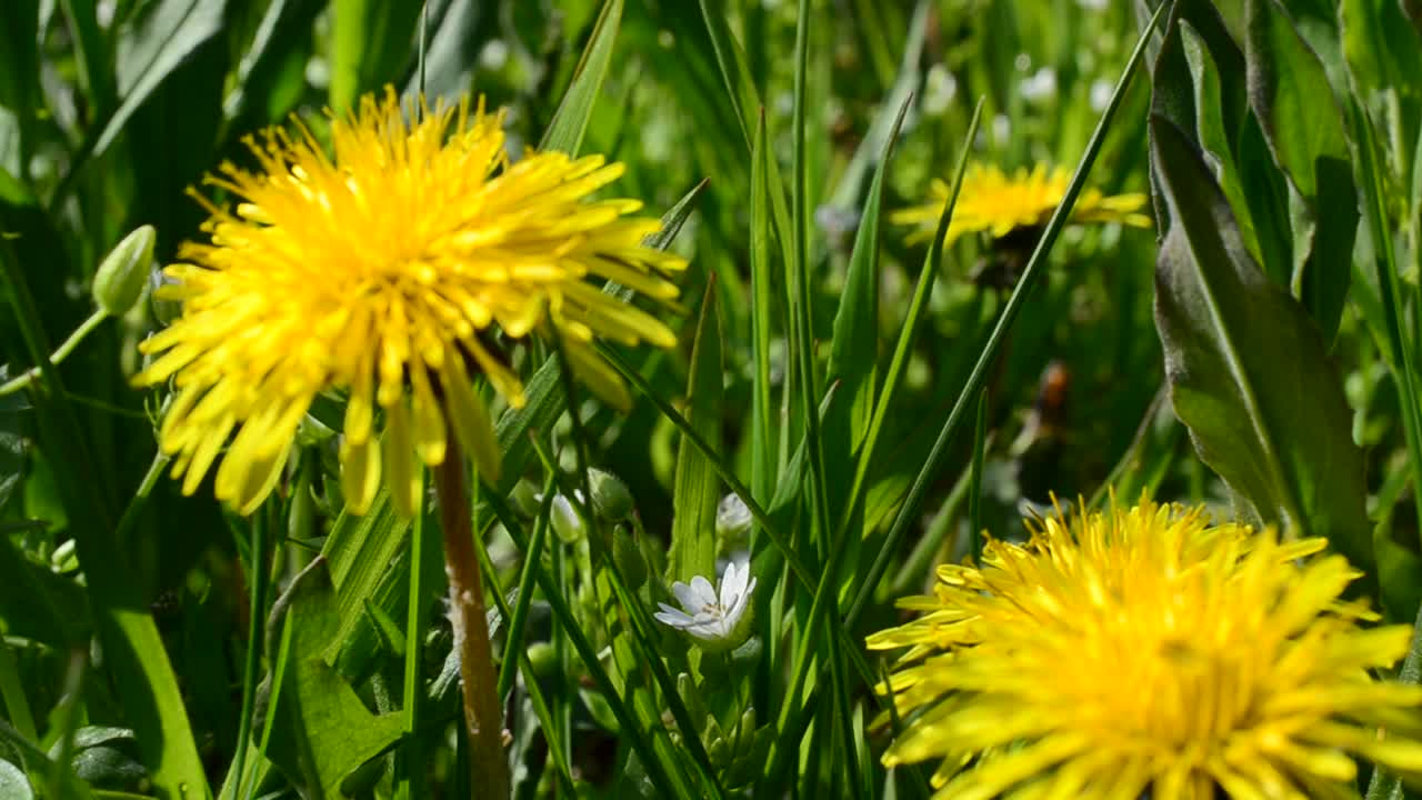 Wilde paardenbloem. Gele paardenbloem