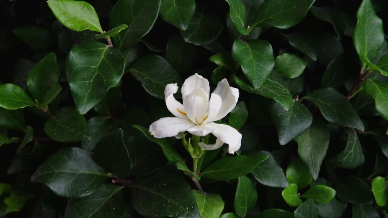 Eine herauszoomende Kamera enthüllt eine blühende weiße Gardenie in einer Gartenhecke, um Stängel, Knospen und den breiteren Strauch zu zeigen.