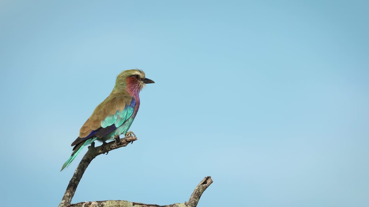 Wide shot of a lilac-breasted roller sitting on a branch with blue sky in the background, Greater Kruger
