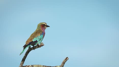 Breiter-Schuss-Einer-Fliederbrustwalze,-Die-Auf-Einem-Ast-Sitzt,-Mit-Blauem-Himmel-Im-Hintergrund,-Größerer-Krüger