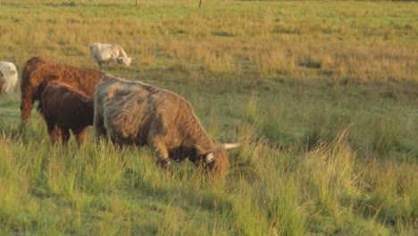 horned highland cattle graze field