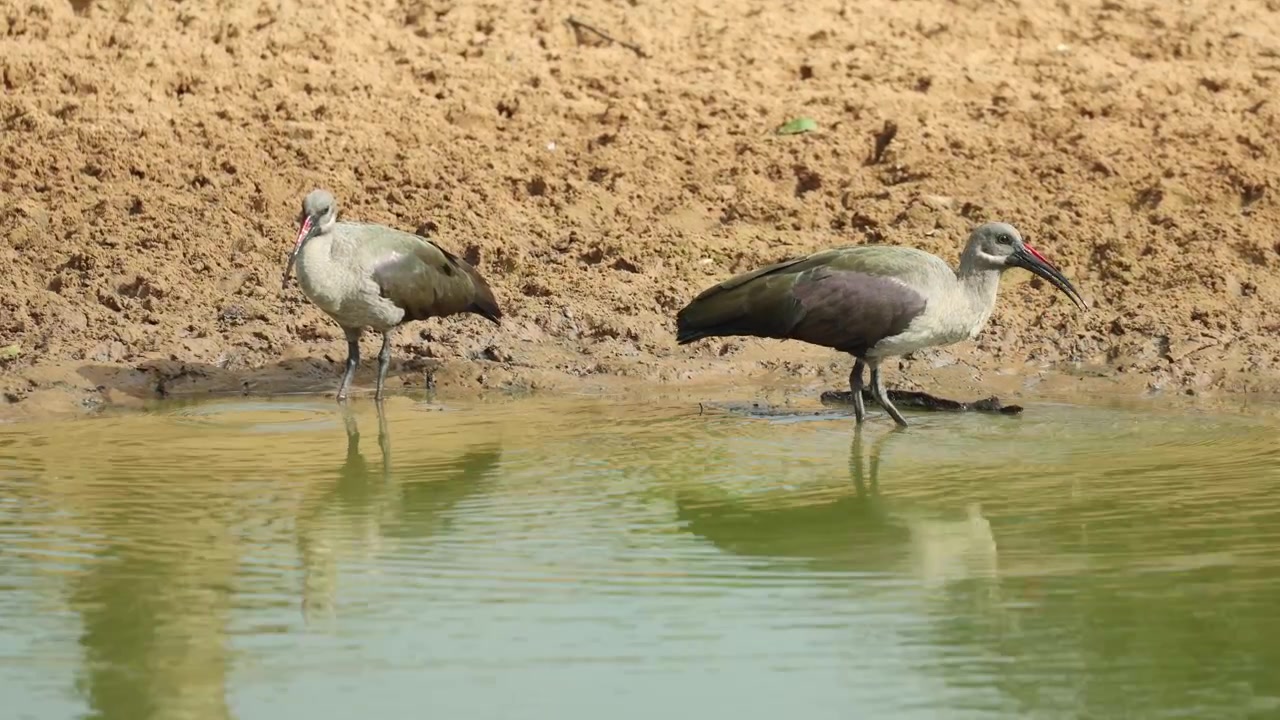 Una coppia di Ibis Hadeda si trova in una tranquilla pozza d'acqua, mentre beve e la calda luce dorata del sole illumina splendidamente le sue piume. Filmato nella Riserva di caccia di Mkhuze, Sudafrica