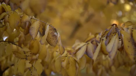 Close-up-of-autumn-leaves-blackened-and-burned-on-tree-by-smoke-of-fire-and-ash