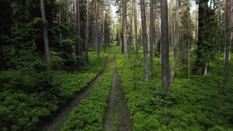 drone flying along a trail in the green woods