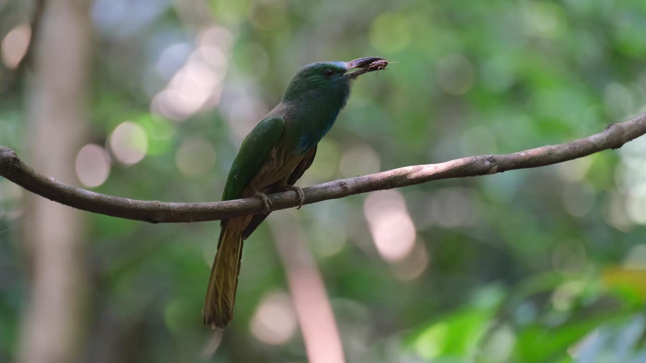 Chirping and calling for it's nestlings with food in the mouth before it delivers, Blue-bearded Bee-eater Nyctyornis athertoni, Thailand