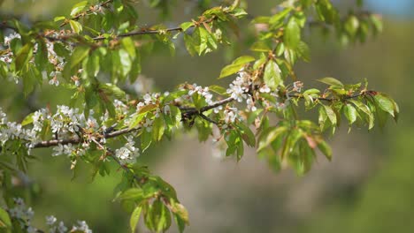 Cherry-tree-in-full-bloom-in-the-orchard-in-spring