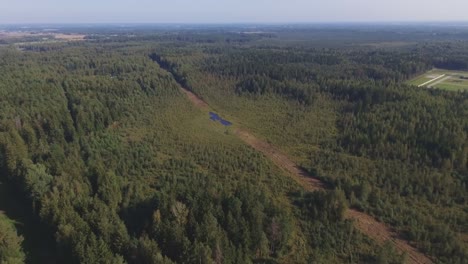 volando hacia el pantano formado en la sección del bosque recortado talado-1