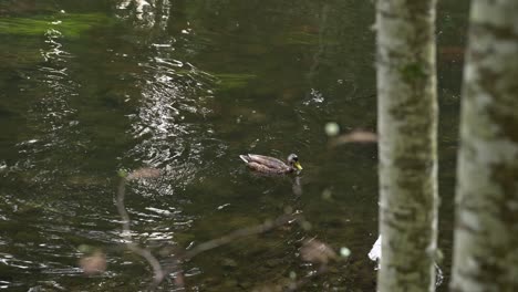 Diving-duck-in-the-Ahja-River