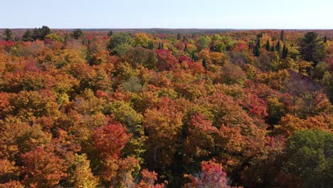 bosque de otoño dorado con árboles coloridos, vista aérea de drones