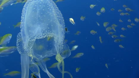 Würfelquallen-Schwimmen-Mit-Fischen