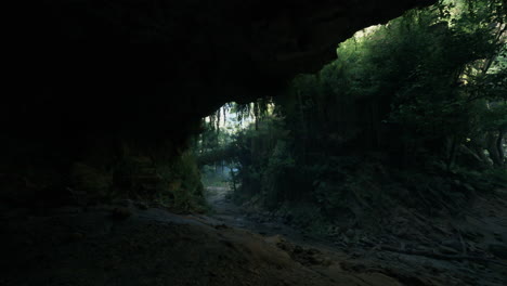 un camino a través de una selva oscura y exuberante