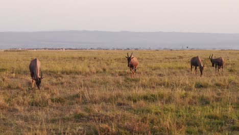 Cámara-Lenta-De-Animales-Salvajes-Africanos-En-Un-Safari,-Conduciendo-A-Través-De-Paisajes-De-Sabana-En-África,-Topi-En-Masai-Mara-En-Masai-Mara-A-La-Hermosa-Luz-Del-Amanecer