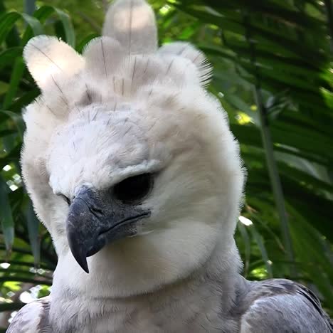 Ein-Harpyie-Adler,-Der-Größte-Adler-Der-Welt,-Späht-Aus-Dem-Dschungel