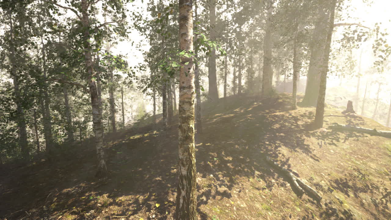 El sol brilla a través de los árboles en el bosque