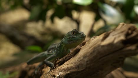 Reptil,-Das-Sich-Auf-Einem-Baumzweig-Mit-Laubhintergrund-Ausruht-Und-Umschaut