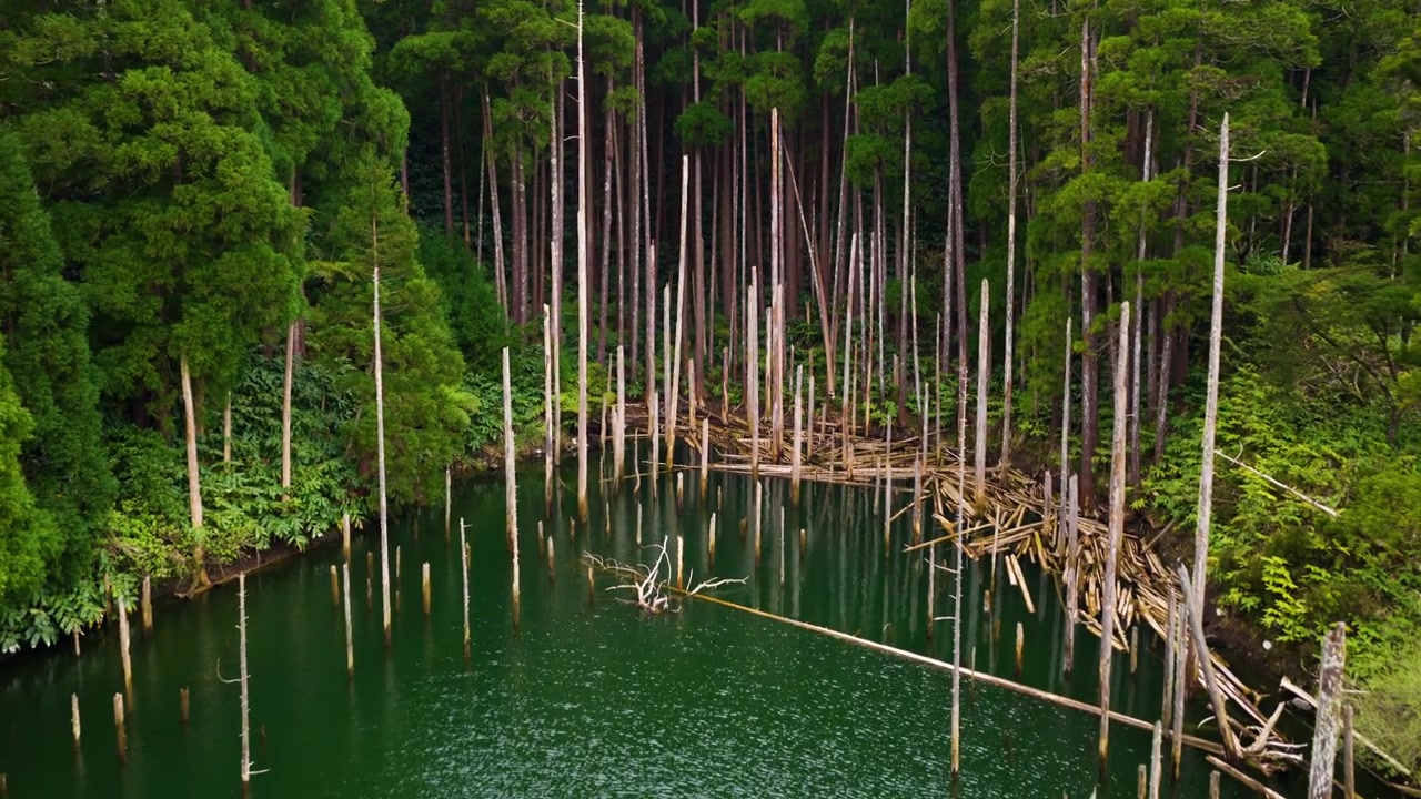 Árvores altas e verdejantes na Reserva Natural das Caldeiras Funda e Rasa na Ilha das Flores, Açores, Portugal. Plano aéreo de afastamento.