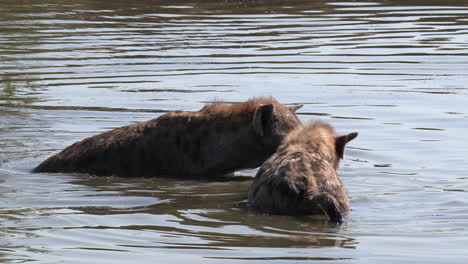 Close-view-of-hyena-moving-toward-another-in-water-with-food-in-mouth