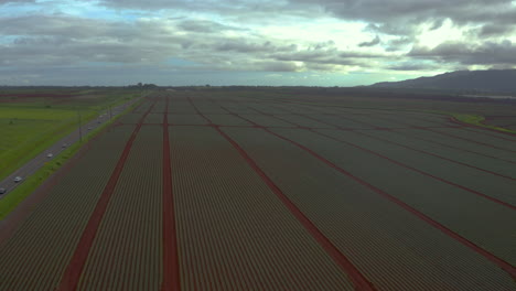aerial view of pineapple plantation