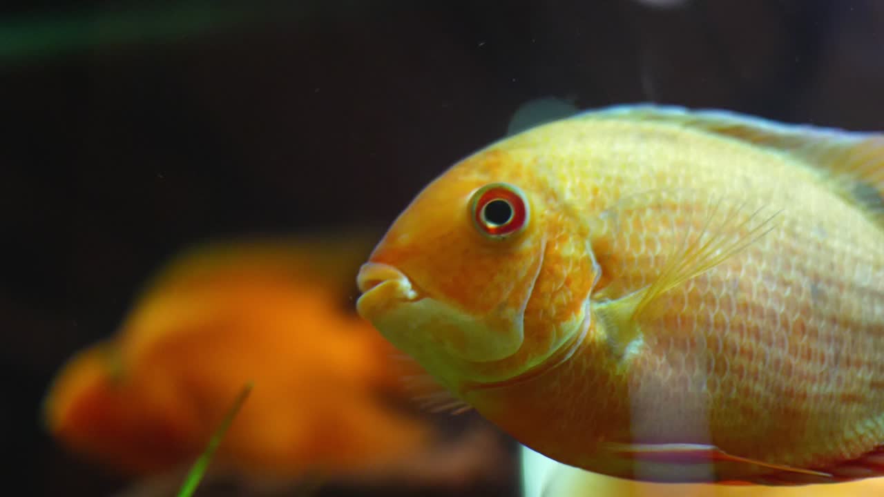 pez naranja en el acuario