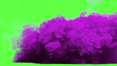 purple ink explosion on green screen