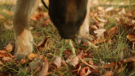 german shepherd dog playing with a ball in autumn park