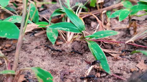 Wild-Black-Ants-Gathering-And-Carrying-Food-Back-To-Their-Nests---High-Angle-Shot