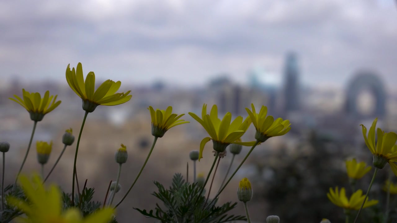 Nærbillede af blomstrende gule vilde blomster med blødt sløret Bakus skyline og moderne bybygninger under en dramatisk skyet atmosfære.