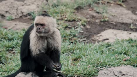 adult capuchin monkey sitting on a rock chewing fruit and walking away