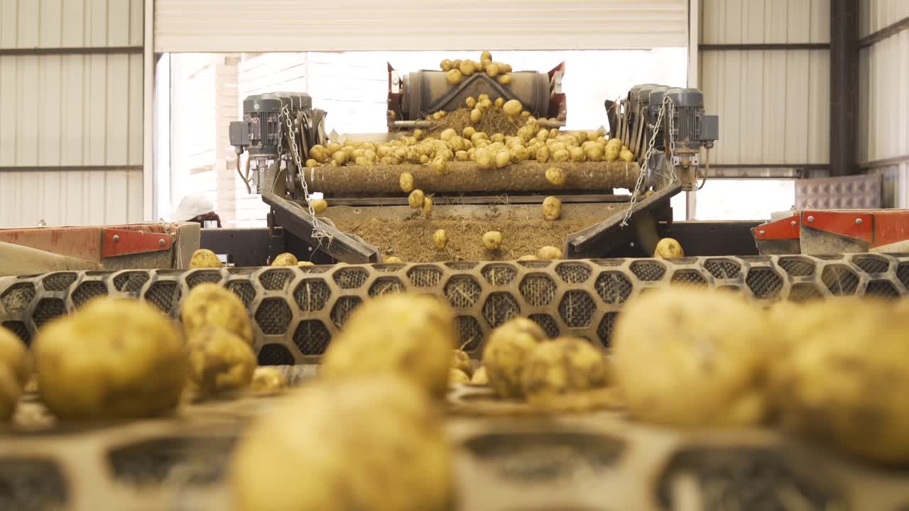 Kartoffelernte. Nahaufnahme. Kartoffelknollen bewegen sich auf einem speziellen Maschinenband