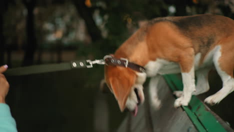 close up of german shepherd wagging tail while enthusiastically jumping through trainer board during active training session outdoors, guided by trainer in green park surrounded by trees