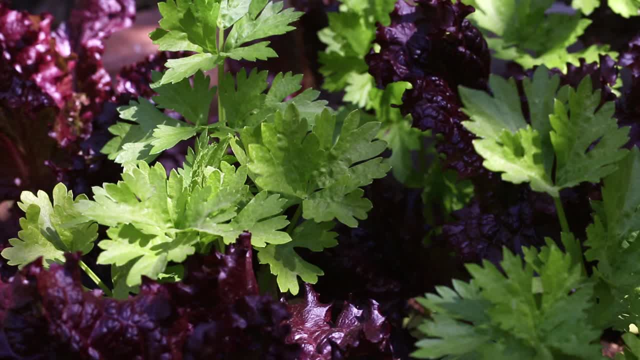 vista detallada de perejil y lechuga morada en un huerto