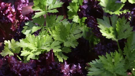 Detailed-view-of-parsley-and-purple-lettuce-in-a-vegetable-plot