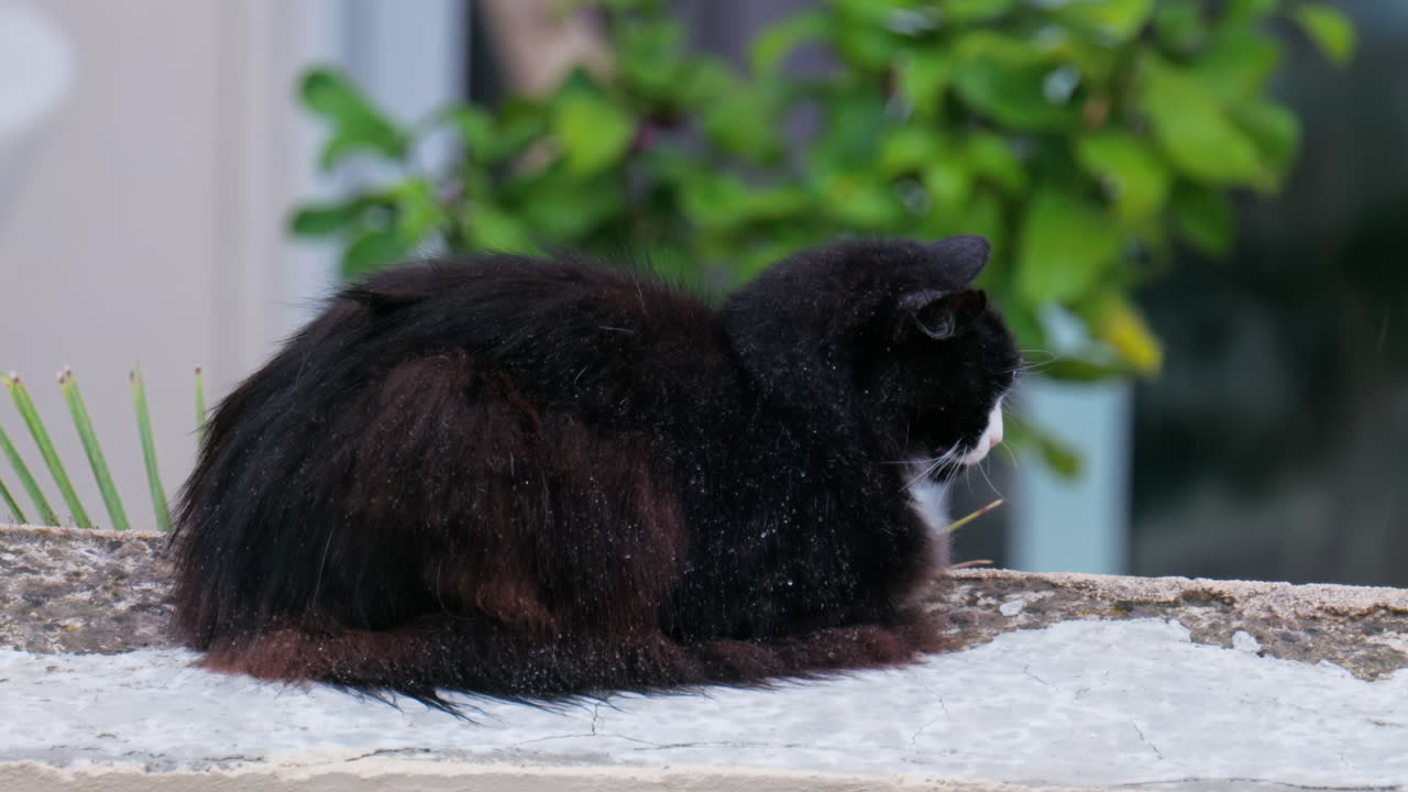 Close up of a black cat sitting on a ledge in the rain with a blurred background