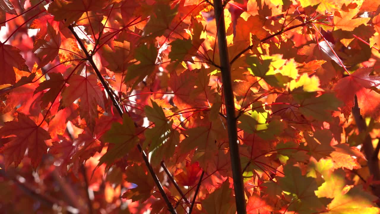 4k_colorido video de material de archivo de otoño que captura luz, colores y movimiento