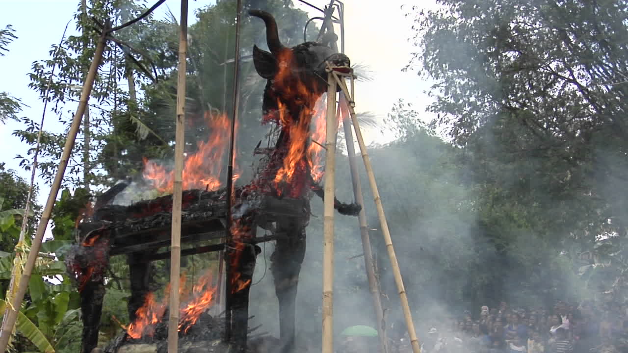발리 화장 의식 중 브라흐마 황소 화상