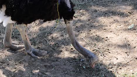 ostrich feeding