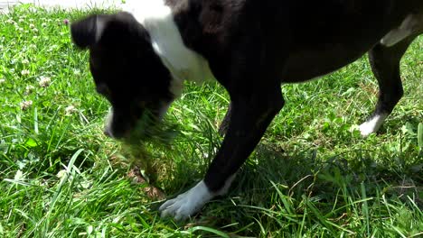 Nahaufnahme-Eines-Staffie-Hundes,-Der-Mit-Einem-Stock-Spielt-Und-Gras-Ausreißt