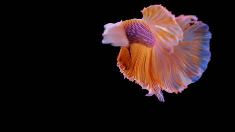 The-colorful-Siamese-Elephant-Ear-Fighting-Fish-Betta-Splendens,-also-known-as-Thai-Fighting-Fish-or-betta,-a-popular-aquarium-fish-in-super-slow-motion-on-isolated-black-background