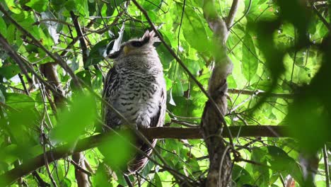 Spot-bellied-Eagle-owl,-Bubo-nipalensis,-Juvenile