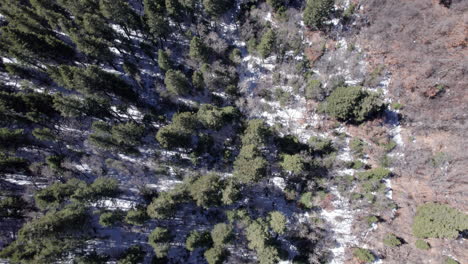 aerial top down tilts up to horizon on a dense pine forest in winter as the snow has started melting